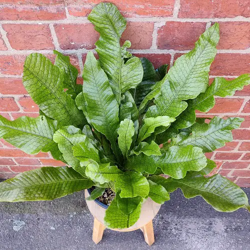 Unique Ferns That Look Like Something Else 1
