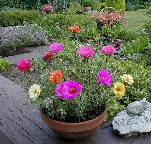 Hacks to Flower moss rose 2
