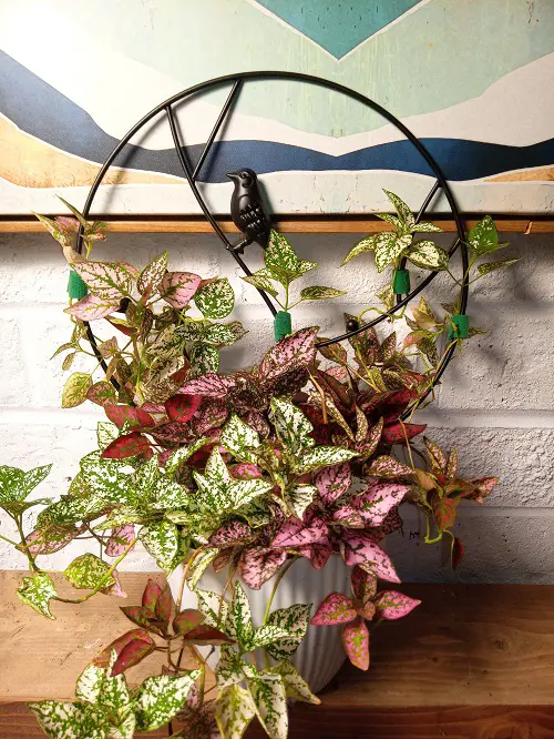 Polka Dot Plant Decor Ideas 1