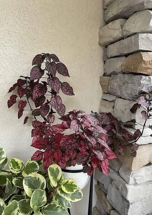 beautiful arrangments of Polka Dot Plant 3