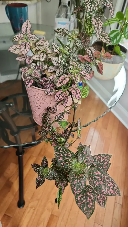 stunning placements of Polka Dot Plant 2