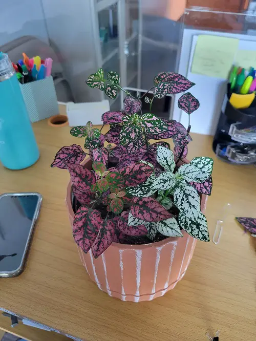beautiful arrangments of Polka Dot Plant 4