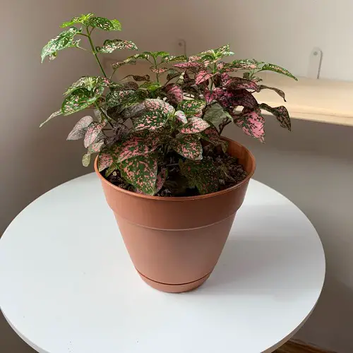 Polka Dot Plant Decor Ideas 5