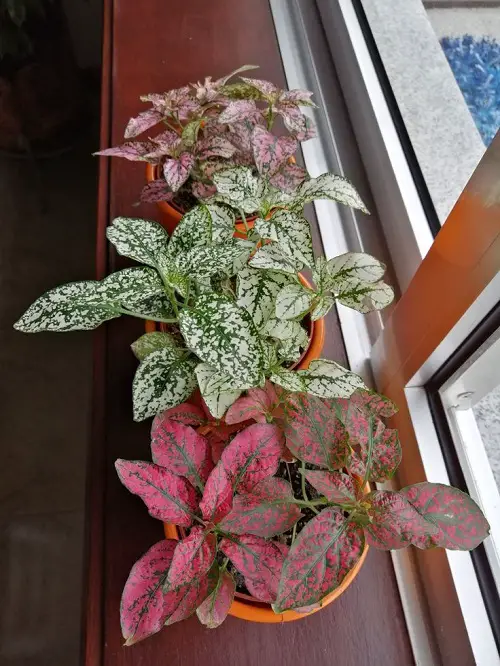 beautiful arrangments of Polka Dot Plant 1