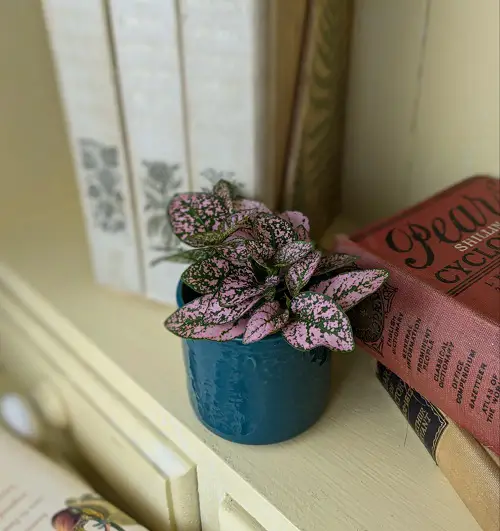 beautiful arrangments of Polka Dot Plant 2