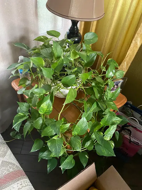 pothos in Shallow, and Wide Pot