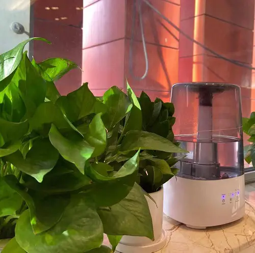 pothos with humidifier