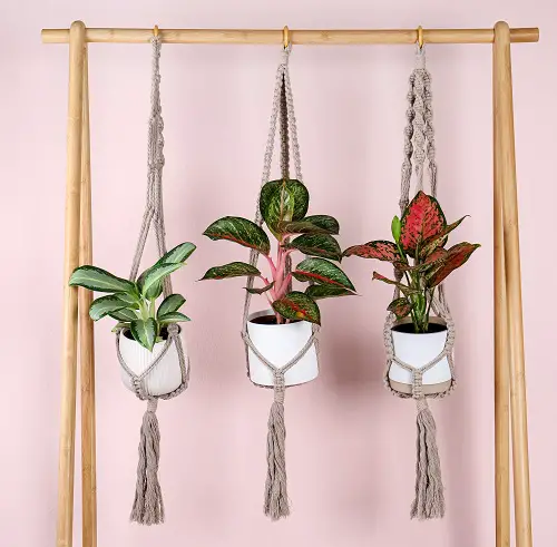 Aglaonema Arrangement Ideas 4
