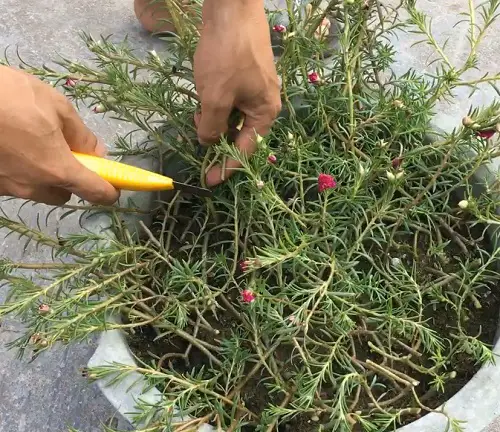 Hacks to Flower moss rose 1