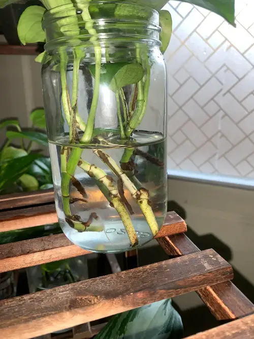Anaerobic Bacteria in Stagnant Water