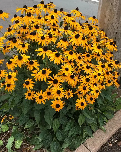 black eye susan can still plant in july 