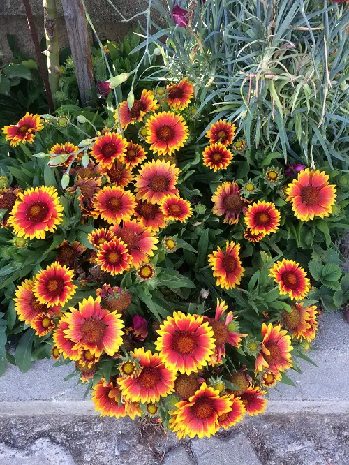 Blanket Flower can plant in july