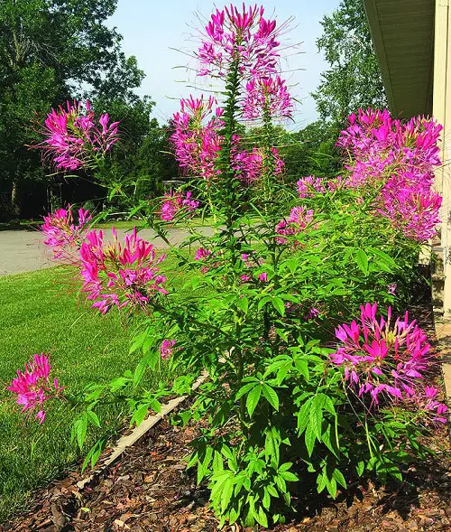 Cleome