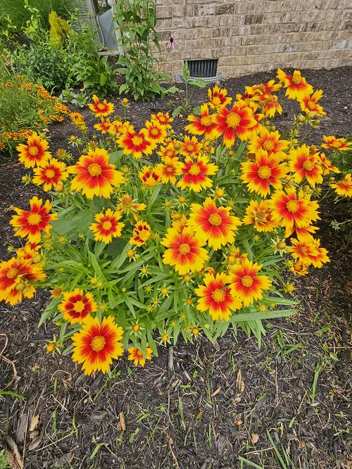 Coreopsis can still plant in july