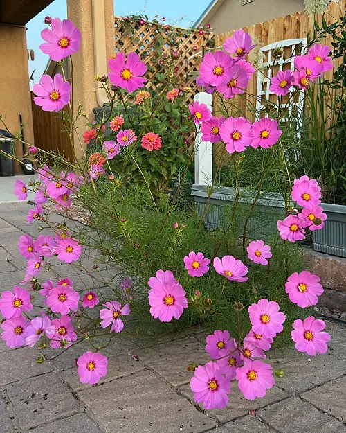 Cosmos can still plant in july 1