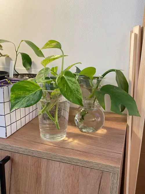 Drowning the Cuttings