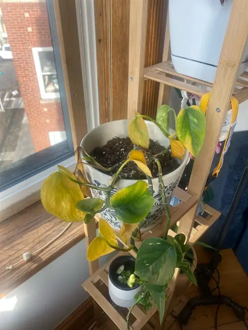 Faulty Mother Plant