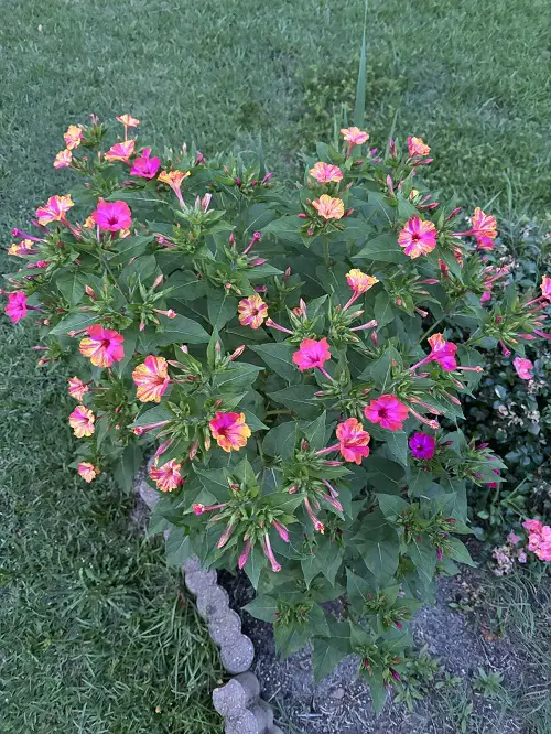 Four O’Clocks can still plant in july