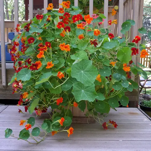Nasturtium can still plant in july 