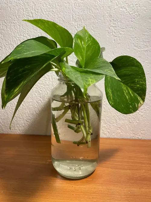 Overcrowding while Rooting