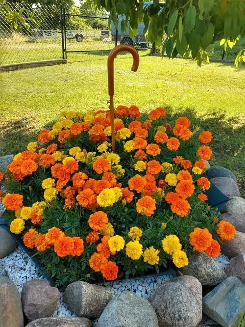 Marigold can still plant in july 1