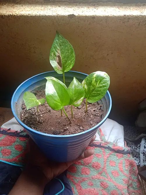 Transplanting to Poor Soil