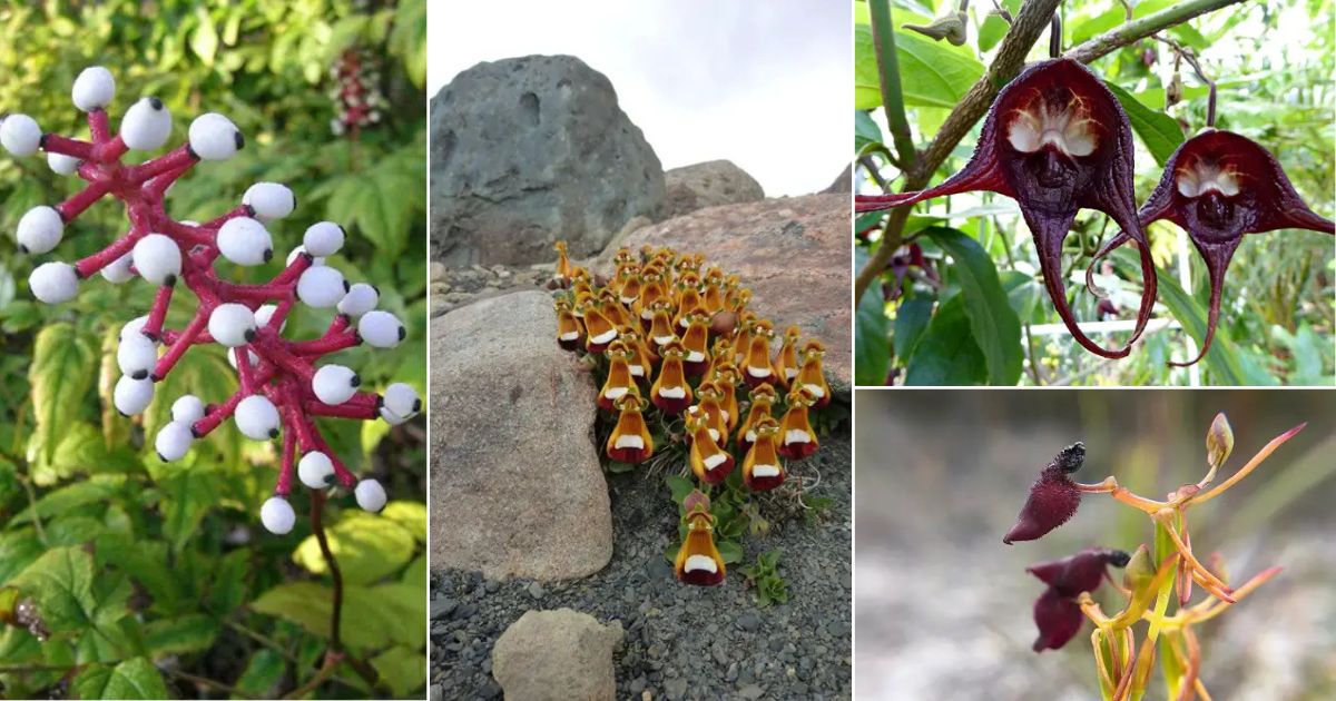 17 Striking Plants that Look Like Aliens | Balcony Garden Web