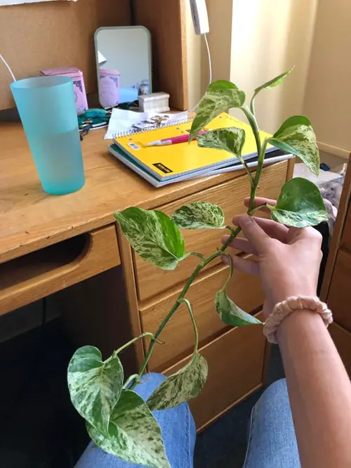 Wrong Cutting Method