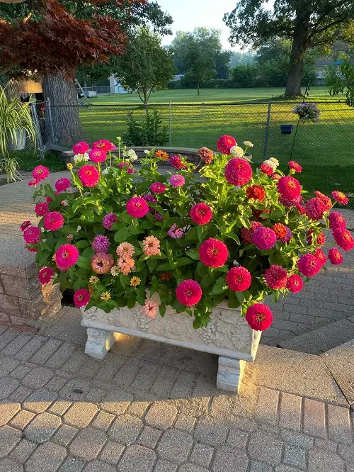 Zinnia can still plant in july 