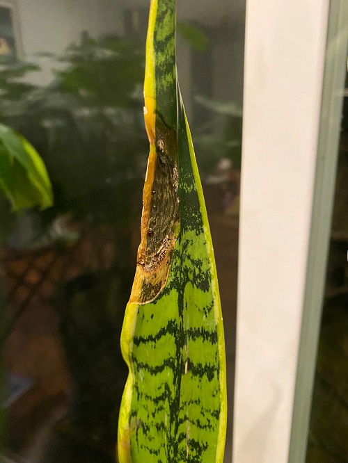 leaves Brown, Crispy Tips