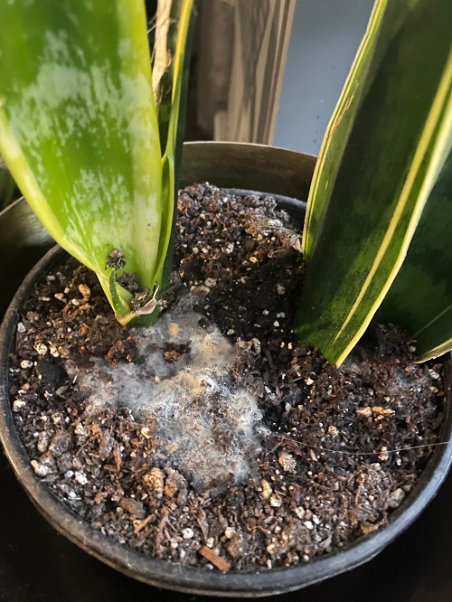 snake plant Mold in Soil