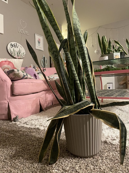 Signs That Show Your Snake Plant Is Crying for Help 2