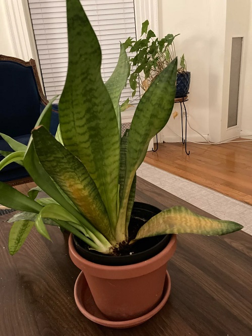 Yellowing Leaves