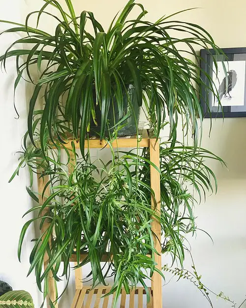 Spider Plant Babies Growing Too Slowly? Try These Easy Fixes