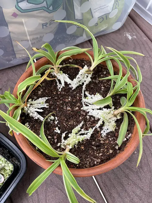 Spider Plant Babies Growing Too Slowly? Try These Easy Fixes 2