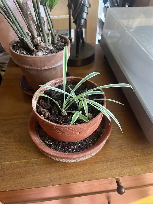 spider plant pups grow