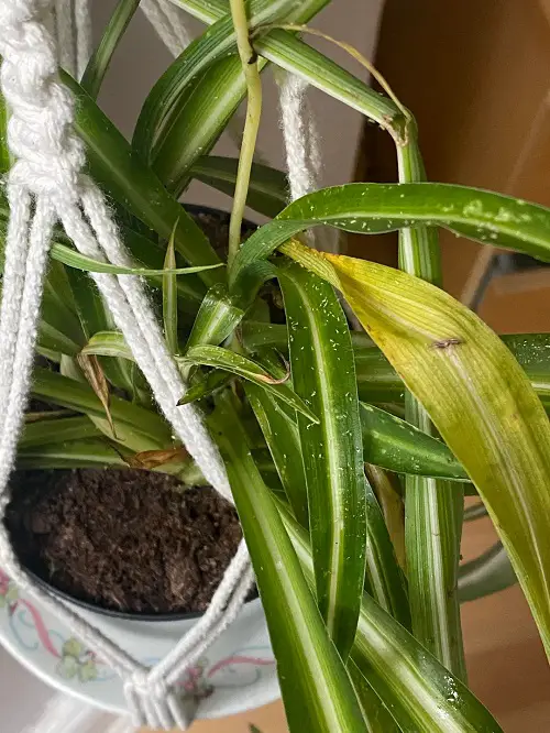 Spider Plant Babies Growing Too Slowly? Try These Easy Fixes 3