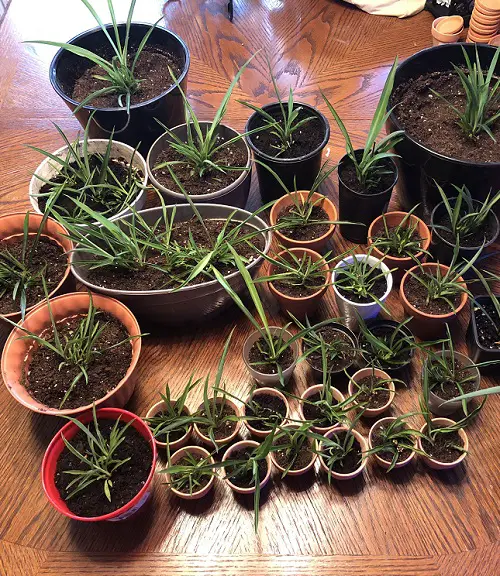 Spider Plant Babies Growing Too Slowly? Try These Easy Fixes