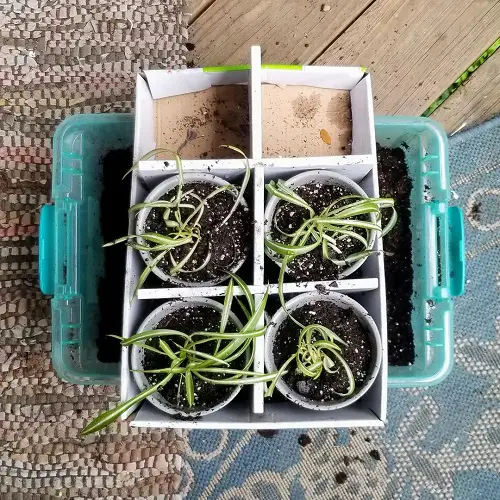 spider plant potting mix