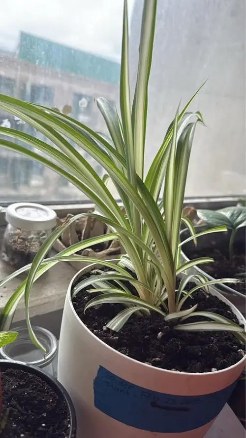 spider plant near window