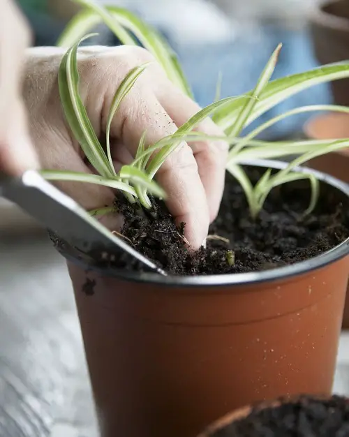 spider plant Transplanting Depth