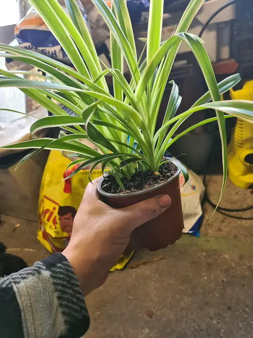 spider plant in pot