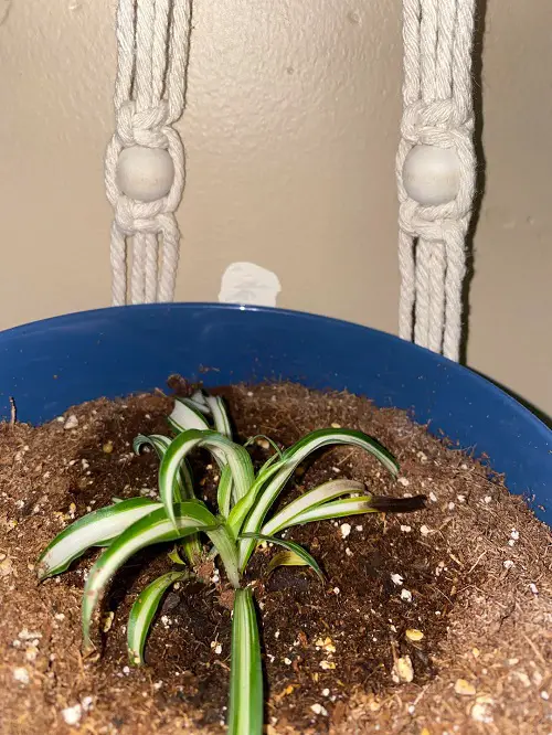 spider plant watering
